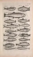 An illustration from Historiae naturalis de quadrupedibus libri : cum aeneis figuris (1657)