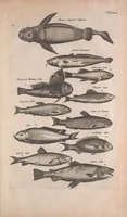 An illustration from Historiae naturalis de quadrupedibus libri : cum aeneis figuris (1657)