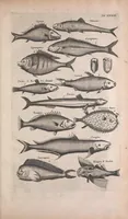 An illustration from Historiae naturalis de quadrupedibus libri : cum aeneis figuris (1657)