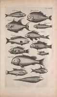 An illustration from Historiae naturalis de quadrupedibus libri : cum aeneis figuris (1657)