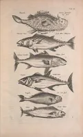 An illustration from Historiae naturalis de quadrupedibus libri : cum aeneis figuris (1657)