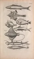 An illustration from Historiae naturalis de quadrupedibus libri : cum aeneis figuris (1657)