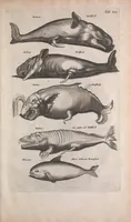 An illustration from Historiae naturalis de quadrupedibus libri : cum aeneis figuris (1657)
