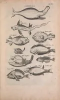 An illustration from Historiae naturalis de quadrupedibus libri : cum aeneis figuris (1657)