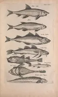 An illustration from Historiae naturalis de quadrupedibus libri : cum aeneis figuris (1657)