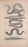 An illustration from Historiae naturalis de quadrupedibus libri : cum aeneis figuris (1657)