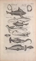 An illustration from Historiae naturalis de quadrupedibus libri : cum aeneis figuris (1657)