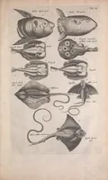 An illustration from Historiae naturalis de quadrupedibus libri : cum aeneis figuris (1657)