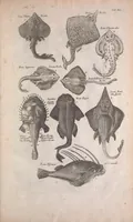An illustration from Historiae naturalis de quadrupedibus libri : cum aeneis figuris (1657)