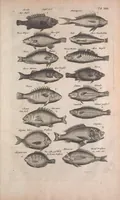 An illustration from Historiae naturalis de quadrupedibus libri : cum aeneis figuris (1657)