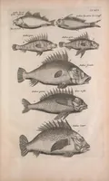 An illustration from Historiae naturalis de quadrupedibus libri : cum aeneis figuris (1657)