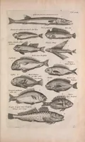 An illustration from Historiae naturalis de quadrupedibus libri : cum aeneis figuris (1657)