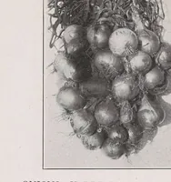 Picture 3 of 14 from Home vegetable gardening from A to Z, with special reference to Pacific coast conditions (1918), leaf 120