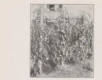 Picture 4 of 14 from Home vegetable gardening from A to Z, with special reference to Pacific coast conditions (1918), leaf 134