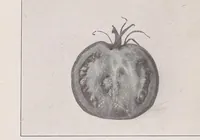 Picture 5 of 14 from Home vegetable gardening from A to Z, with special reference to Pacific coast conditions (1918), leaf 156