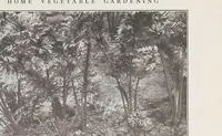 Picture 6 of 14 from Home vegetable gardening from A to Z, with special reference to Pacific coast conditions (1918), leaf 171