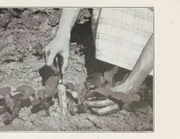 Picture 7 of 14 from Home vegetable gardening from A to Z, with special reference to Pacific coast conditions (1918), leaf 185