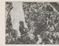 An illustration from Home vegetable gardening from A to Z, with special reference to Pacific coast conditions (1918)