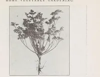 Picture 10 of 14 from Home vegetable gardening from A to Z, with special reference to Pacific coast conditions (1918), leaf 237