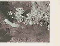 Picture 13 of 14 from Home vegetable gardening from A to Z, with special reference to Pacific coast conditions (1918), leaf 279