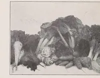 Picture 14 of 14 from Home vegetable gardening from A to Z, with special reference to Pacific coast conditions (1918), leaf 294