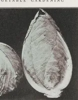 Picture 2 of 14 from Home vegetable gardening from A to Z, with special reference to Pacific coast conditions (1918), leaf 83