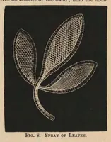 Picture 4 of 10 from The Honiton lace book (1875), leaf 23