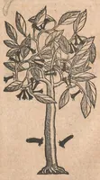 An illustration from Ioannis Evsebii Nierembergii ... Historia natvrae, maxime peregrinae, libris XVI. distincta. In quibus rarissima naturae arcana, etiam astronomica, & ignota indiarum animalia, quadrupedes, aues, pisces ... describuntur ... Accedunt de miris & miraculosis naturis in Europâ libri duo: item de iisdem in terrâ Hebraeis promissâ liber vnus (1635)