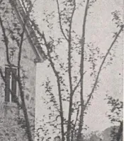 An illustration from Keith's magazine, october 1917 (1917)