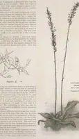 Picture 4 of 10 from Keramic studio (1899), leaf 157