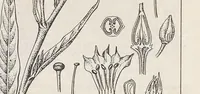 Picture 3 of 13 from Keramic studio (1899), leaf 71