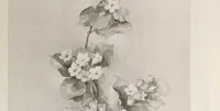 Picture 4 of 13 from Keramic studio (1899), leaf 87