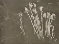 An illustration from Keramic studio (1899)