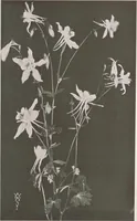 An illustration from Keramic studio (1899)
