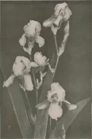 An illustration from Keramic studio (1899)