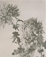 An illustration from Keramic studio (1899)