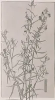 An illustration from Keramic studio (1899)