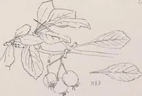 An illustration from Keramic studio (1899)