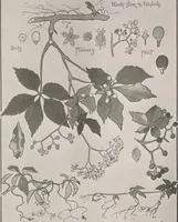 An illustration from Keramic studio (1899)