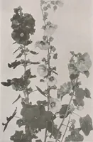 An illustration from Keramic studio (1899)