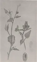An illustration from Keramic studio (1899)