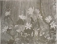 An illustration from Keramic studio (1899)