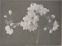 An illustration from Keramic studio (1899)