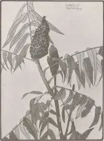 Picture 468 of 495 from Keramic studio (1899), leaf 360