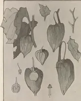 An illustration from Keramic studio (1899)