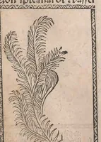 Picture 22 of 23 from Kleines Distillierbuch (1500), leaf 189