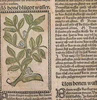 An illustration from Kleines Distillierbuch (1500)