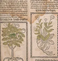 An illustration from Kleines Distillierbuch (1500)