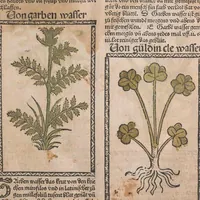 Picture 9 of 23 from Kleines Distillierbuch (1500), leaf 99