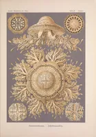 An illustration from Kunstformen der Natur (1899)